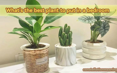 Which plant is lucky for a bedroom