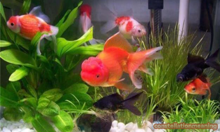 5 fish in aquarium feng shui