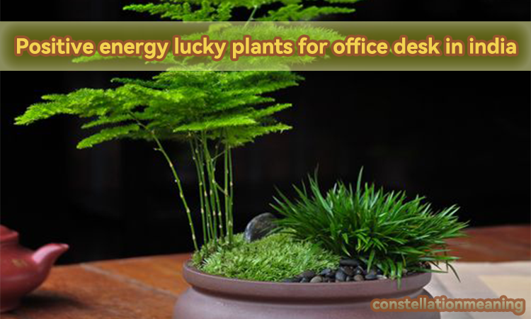 Positive energy lucky plants for office desk in india