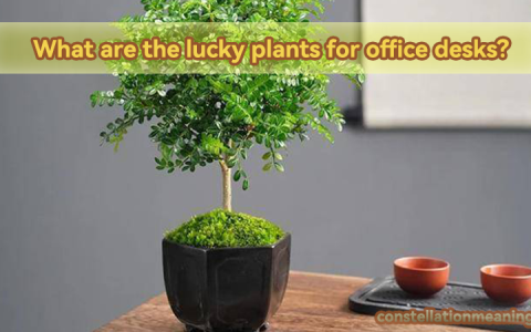 positive energy lucky plants for office desk