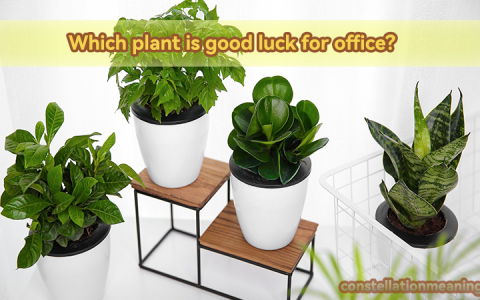 office plants for good luck