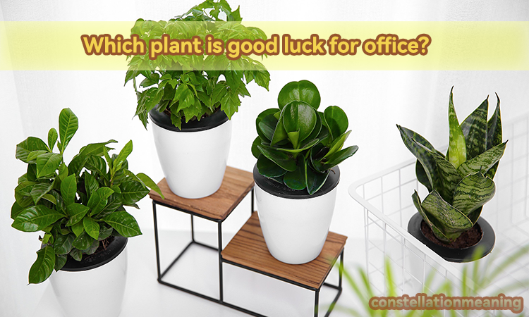 Which plant is good luck for office