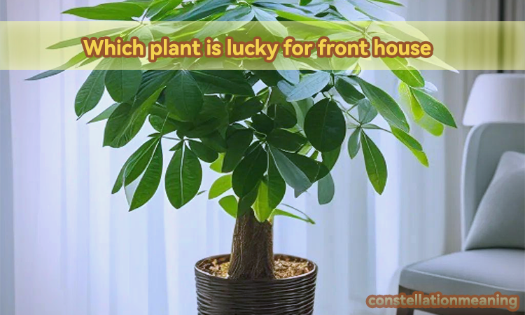 Which plant is lucky for front house