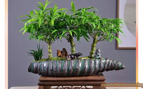 bamboo feng shui（where to place bamboo plant in house）