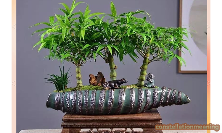 bamboo feng shui（where to place bamboo plant in house）