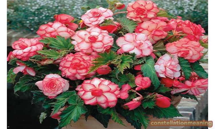 begonia feng shui