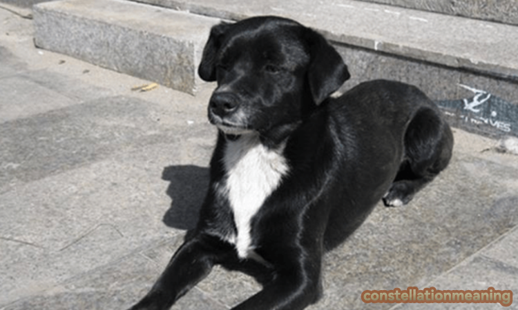 black dog feng shui