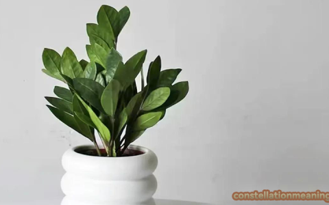 chinese money plant feng shui（money plant feng shui direction）