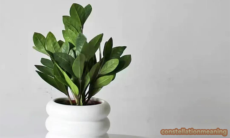 chinese money plant feng shui