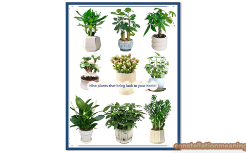 plants for good luck and money（7 lucky plants for money）