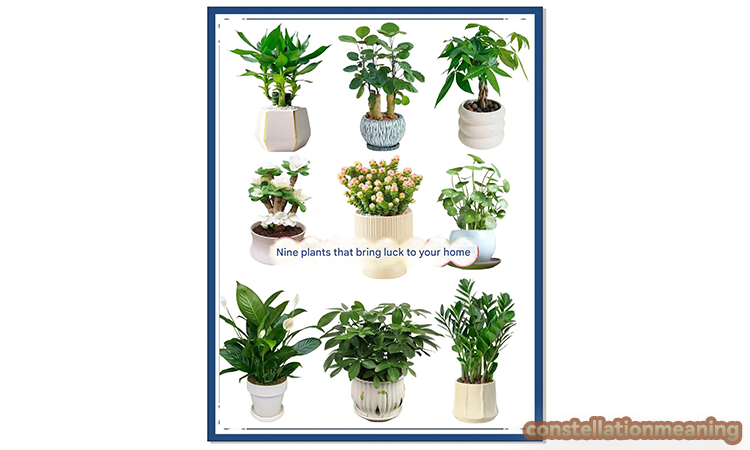 plants for good luck and money