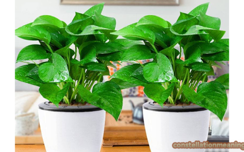 unlucky plants for home（7 unlucky plants）