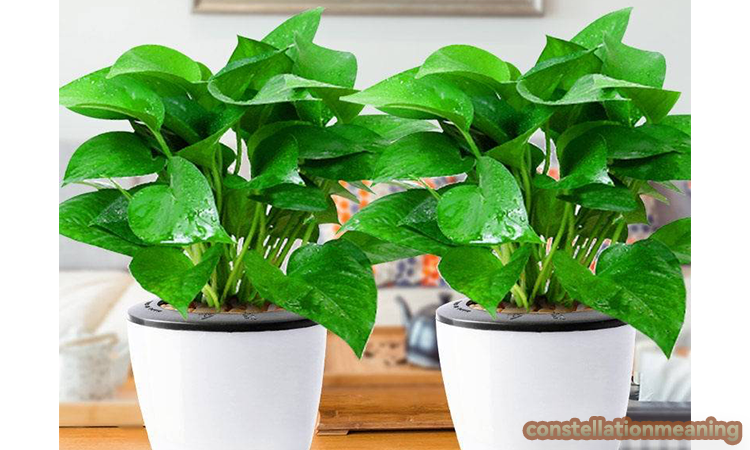 7 unlucky plants