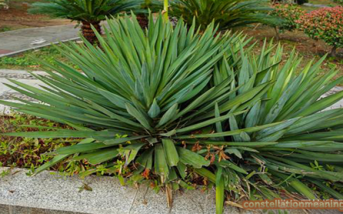 yucca plant feng shui（Bad luck plants in Feng Shui）