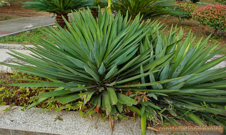 Bad luck plants in Feng Shui