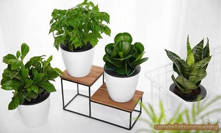 feng shui plants for office