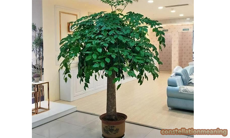 feng shui tree of life placement