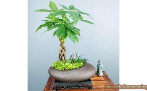 indoor plants that bring money and good luck