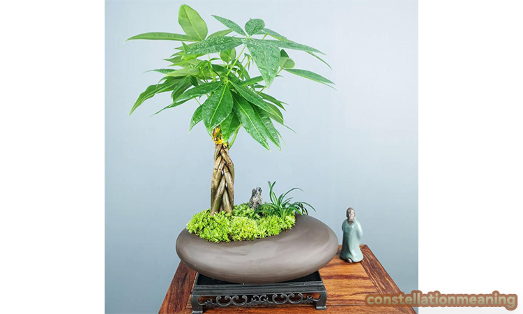 indoor plants for good luck